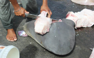 Pas de ciguatoxine dans la chair des 24 premiers requins pêchés