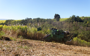 Un monstre d'acier dans les champs de cannes