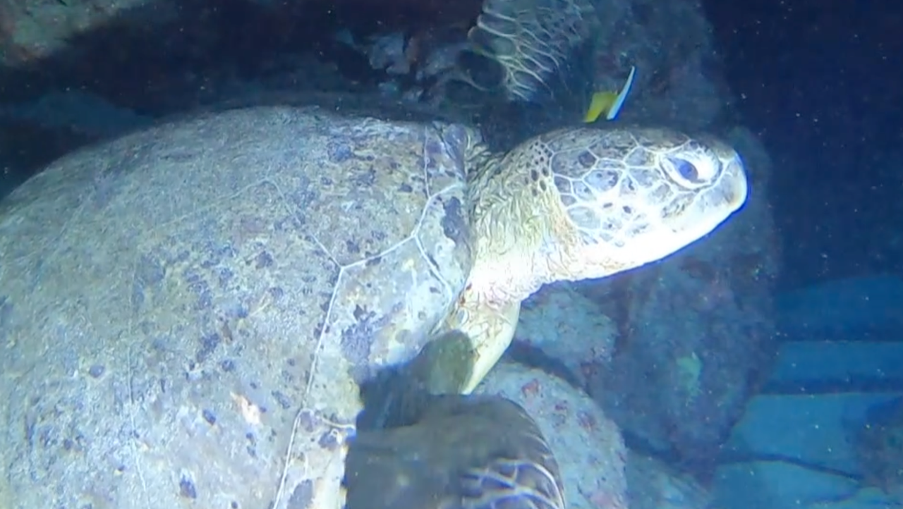 ?Une nouvelle tortue blessée par un bateau