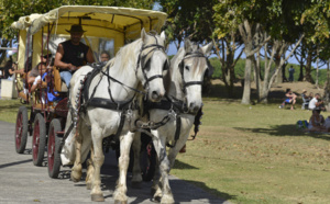 St-André : La fête du cheval en images