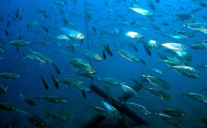 Le comité des pêches perfectionne ses DCP et récifs artificiels en baie de St-Paul