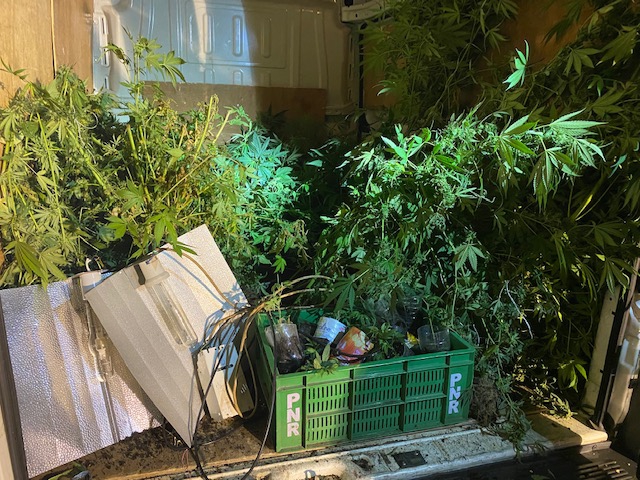 Sainte-Rose : Belle saisie de stupéfiants par les gendarmes chez un agriculteur