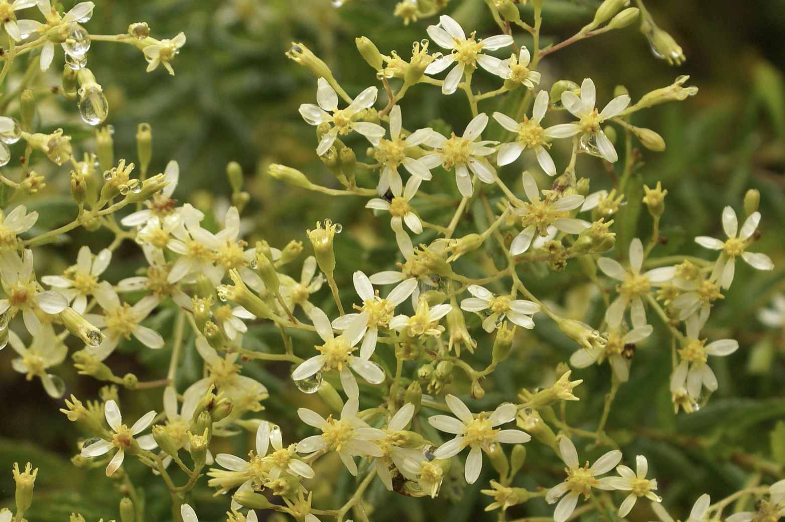 Quand notre biodiversité s'associe à des nanoparticules d'or, ça donne l’huile à l’or végétal