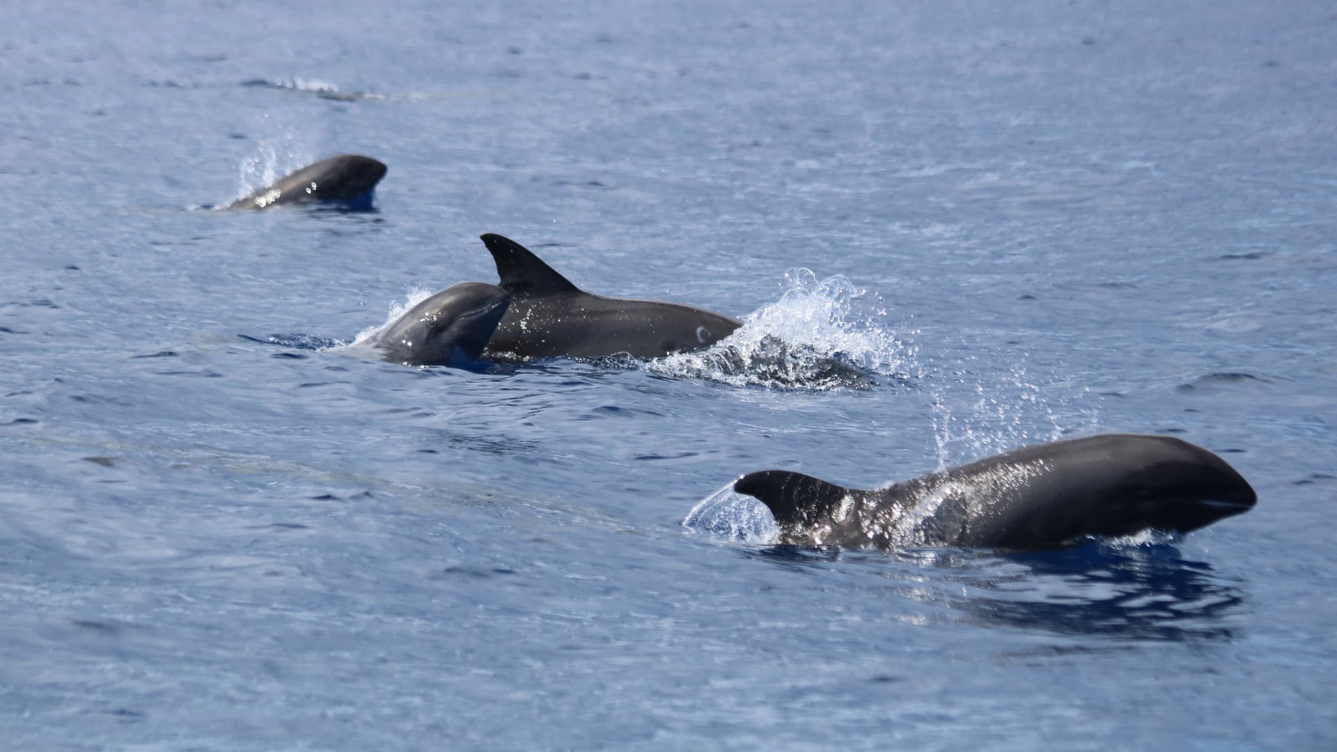 Un millier de dauphins observé ce matin à Saint-Pierre