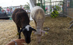 La Fête des Zanimos de Saint-Louis en images