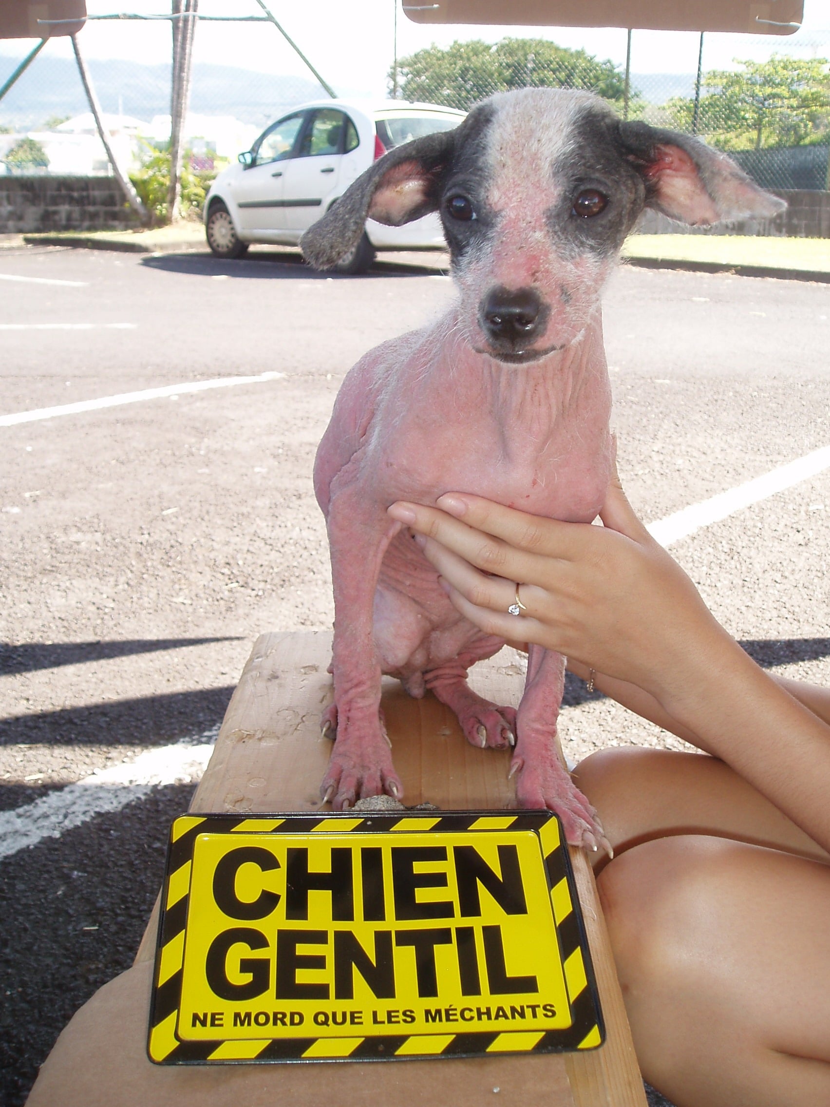 Royal bourbon de La Réunion : un bâtard qui a du chien !
