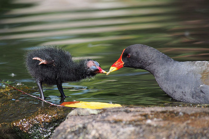 Nos espèces animales et végétales sont toujours menacées de disparition