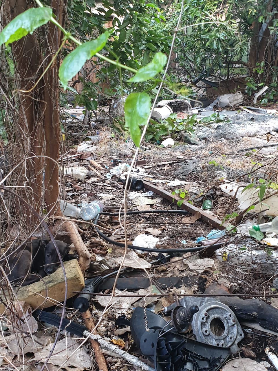 Saint-Denis : Un nouveau squat pour enfermer les chiens et un appareil de torture découverts