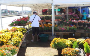 La fête de la Toussaint, un jour important pour les fleuristes