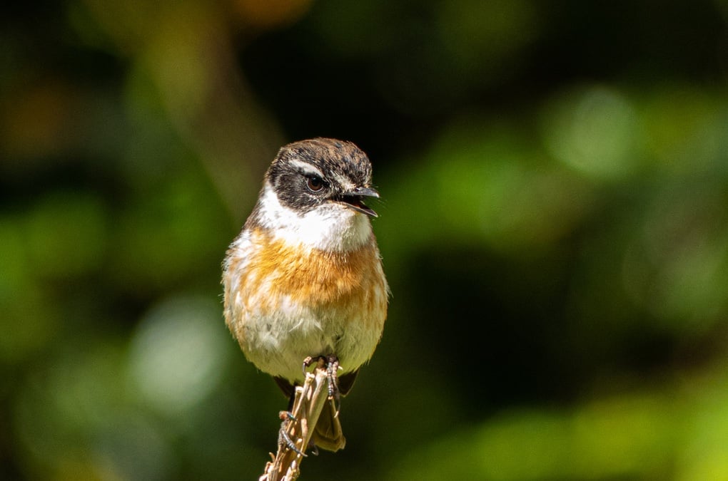 Les lauréats du concours photos