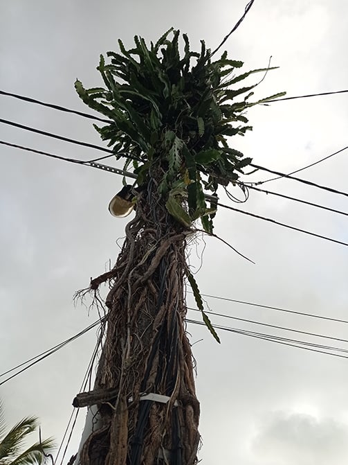 Ravine des Cabris : Le poteau électrique devient un cactus géant