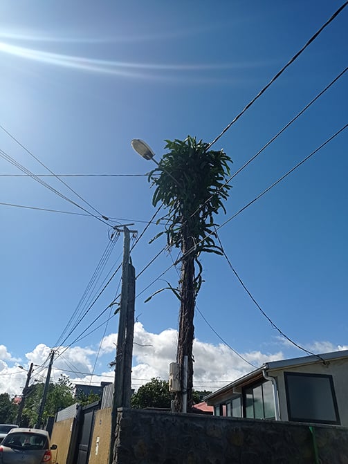 Ravine des Cabris : Le poteau électrique devient un cactus géant