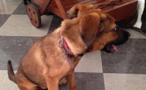 Une petite chienne victime de cruauté, sauvée de justesse