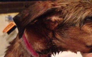 Une petite chienne victime de cruauté, sauvée de justesse
