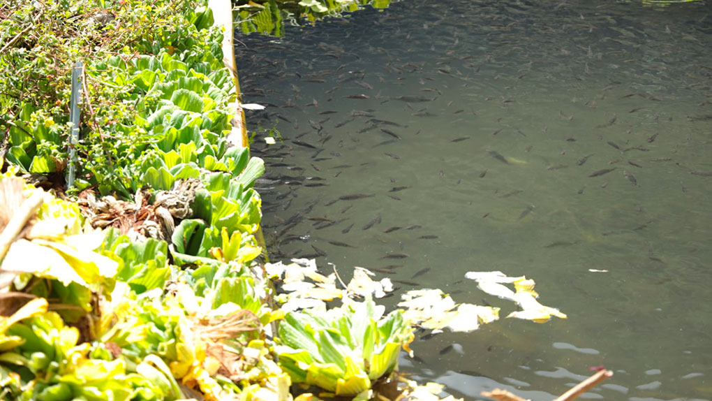 La Mare à Poule d'Eau asphyxiée, la guerre aux laitues lancée
