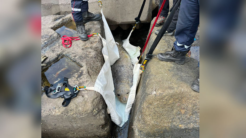 Photos - Vidéos : Opération de sauvetage pour l'éléphant de mer coincé à La Grande Chaloupe