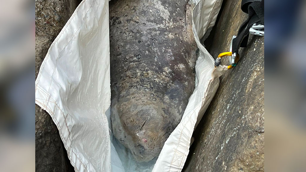Photos - Vidéos : Opération de sauvetage pour l'éléphant de mer coincé à La Grande Chaloupe
