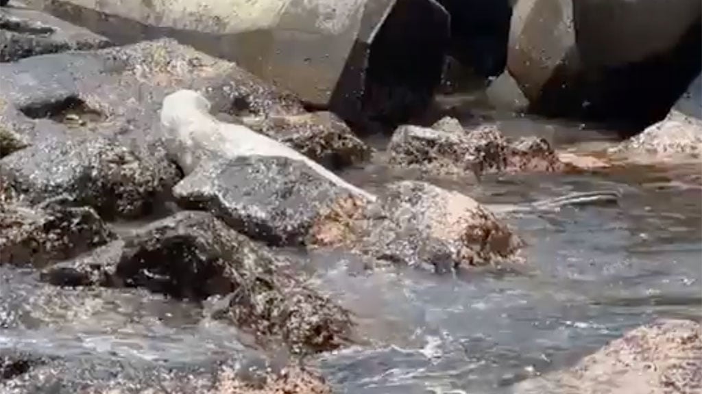 Vidéo - L'éléphant de mer remis à l'eau