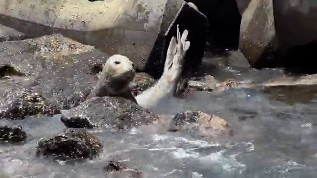 Vidéo - L'éléphant de mer remis à l'eau