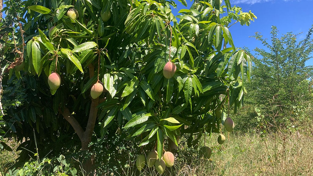 Une nouvelle variété de mangues s’invite à La Réunion