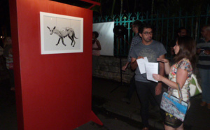 Les chiens errants à l'honneur de l'exposition 