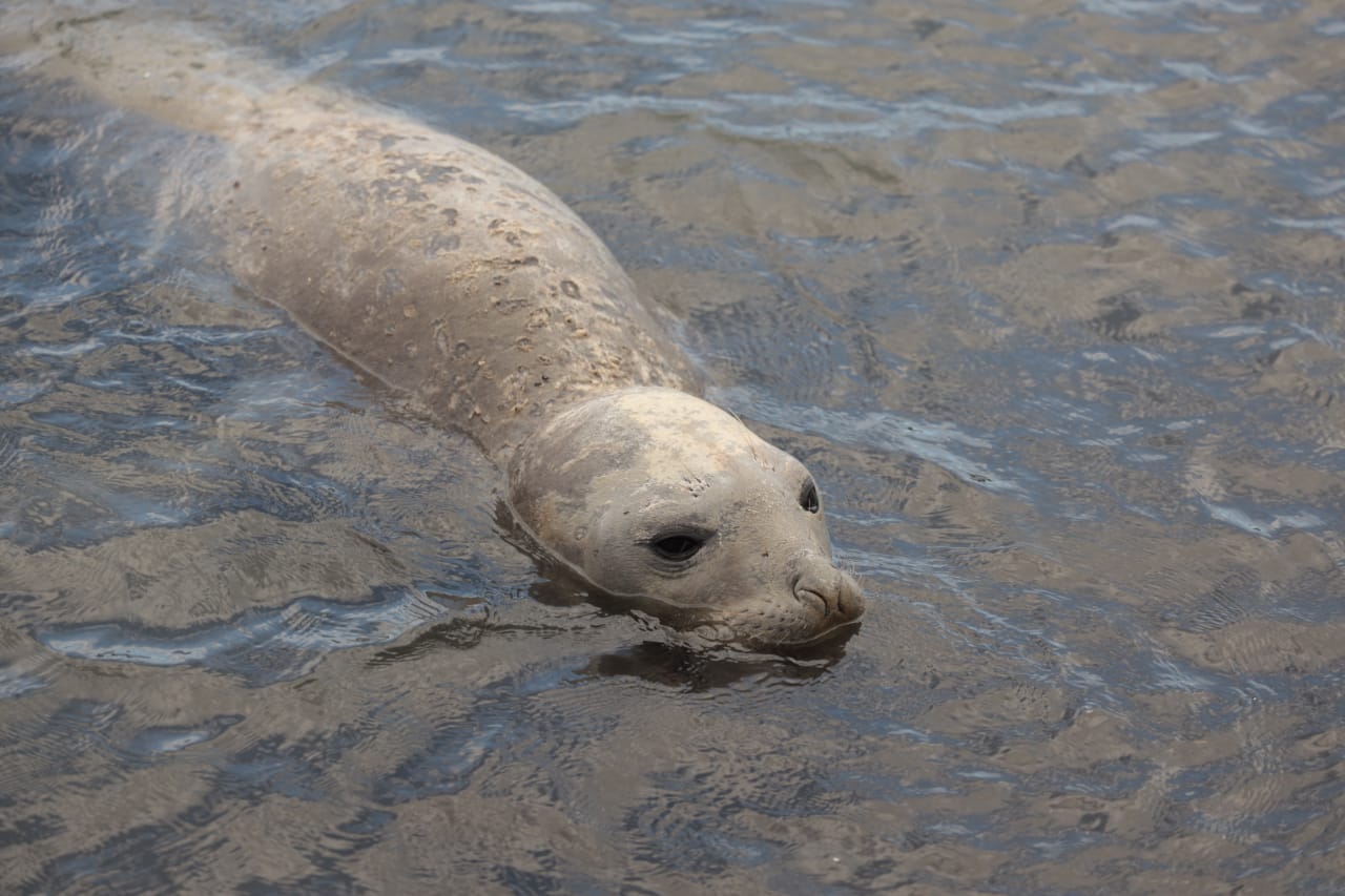L’éléphant de mer observé près des côtes depuis hier soir