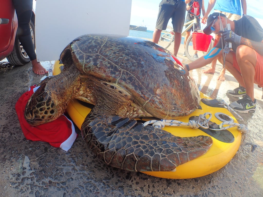 Fin d'année difficile pour Kélonia : Trois tortues perdues par le centre de soins