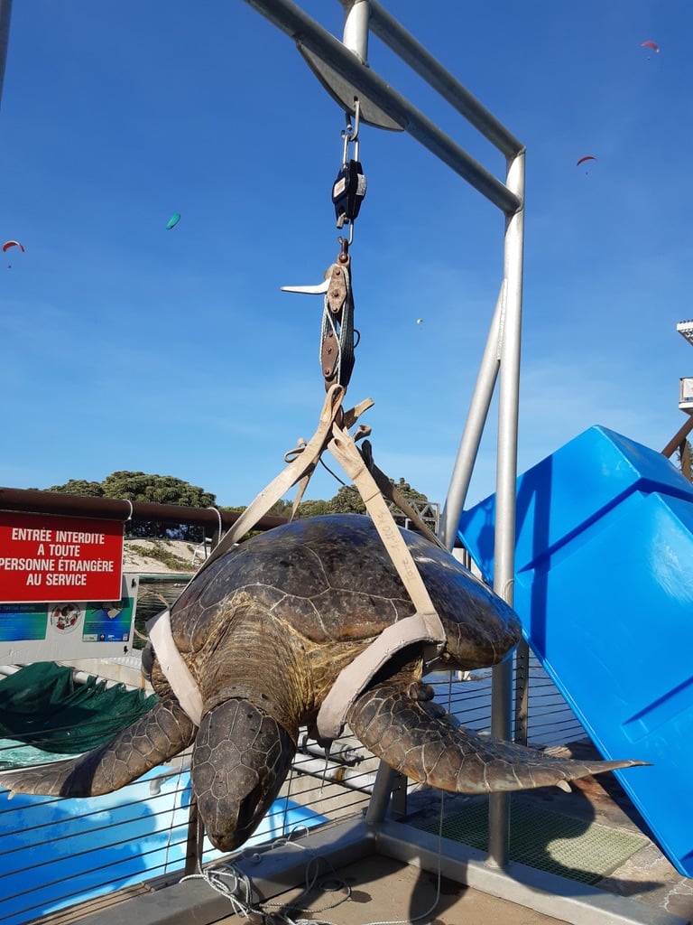 Fin d'année difficile pour Kélonia : Trois tortues perdues par le centre de soins