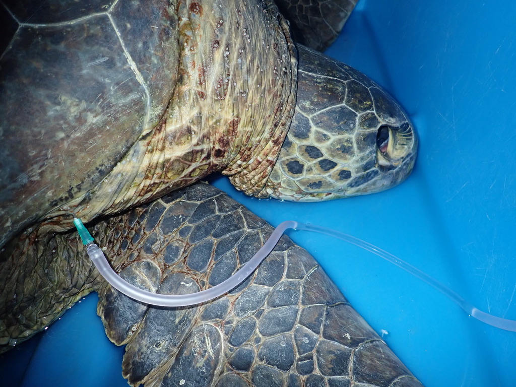 Fin d'année difficile pour Kélonia : Trois tortues perdues par le centre de soins
