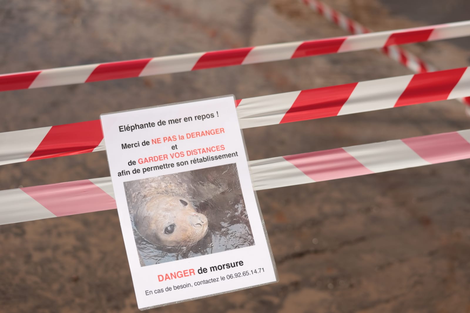 Vidéo - N'approchez pas l'éléphant de mer !