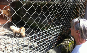 Un avenir pour le refuge animalier de Saint-Benoît: