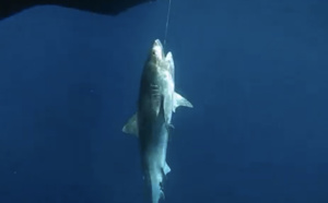 Cap requins: Six nouvelles captures depuis le 28 février dernier, un marquage en vidéo