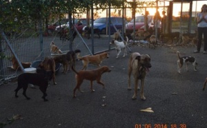 La mairie de St-Pierre menace d'euthanasier les 50 chiens squatteurs de l'association Tara