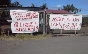 Michel Fontaine va accorder un mois de plus aux chiens de Tara