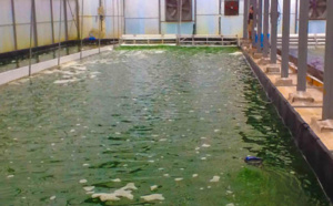 De la spiruline fraîche en production à La Réunion