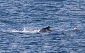 Une baleine prise dans une bouée au large de la côte Ouest
