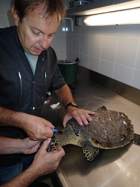 Évolution lente mais positive pour Lily, la tortue harponnée