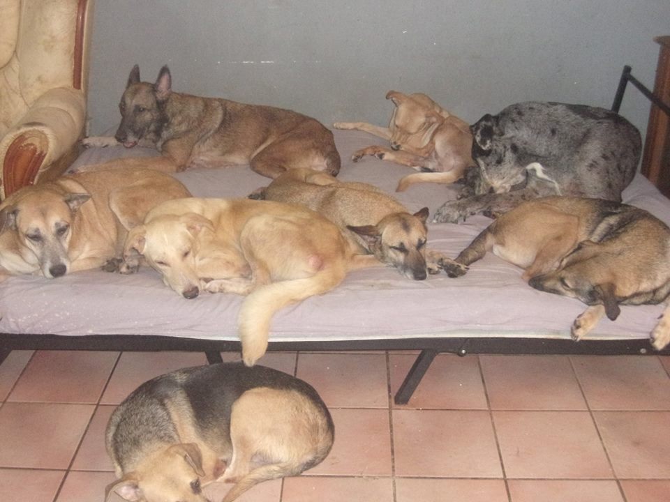 L'association Tara accusée de maltraitance animale par une ancienne bénévole
