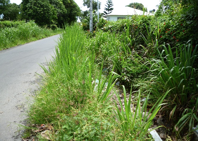Jacky The Seng : Les rues et chemins de Saint-André à l'abandon !