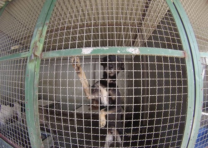 Maltraitance animale: Opération coup de poing devant la fourrière de Cambaie