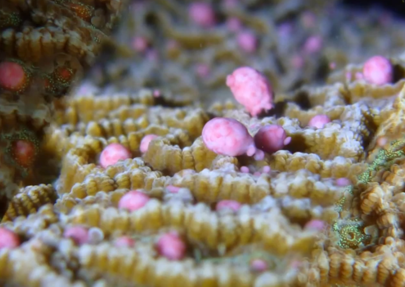 Les coraux se donnent en spectacle