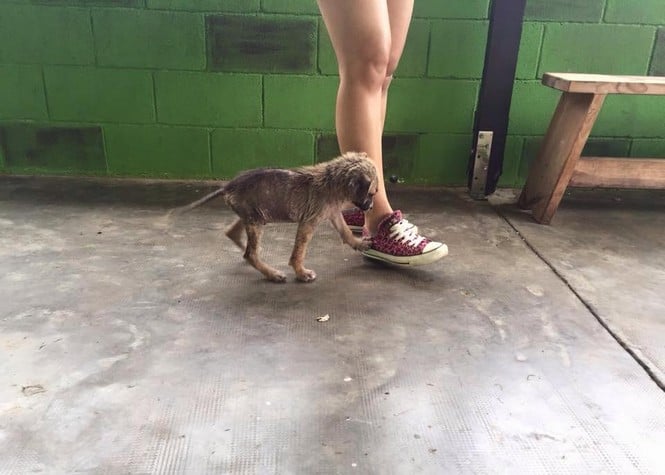 Maltraitance animale: Bobby, abandonné dans la forêt de l'Etang-Salé, a besoin de soins
