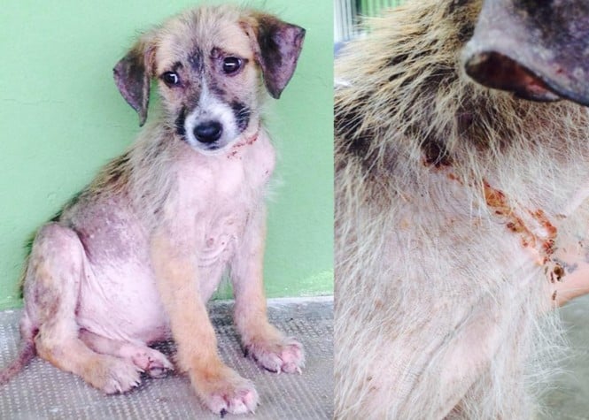 Maltraitance animale: Bobby, abandonné dans la forêt de l'Etang-Salé, a besoin de soins