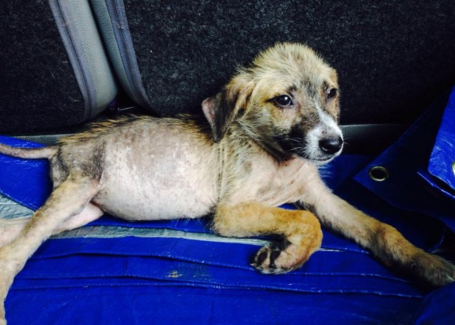 Maltraitance animale: Bobby, abandonné dans la forêt de l'Etang-Salé, a besoin de soins