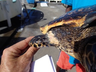 Une tortue piégée dans des filets récupérée par Kélonia