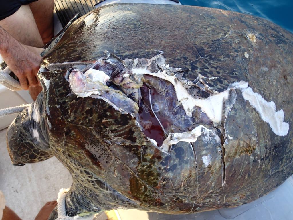 Percutée par un bateau vendredi, Hina la tortue est décédée
