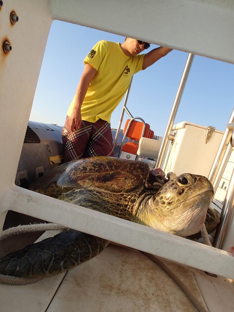 Percutée par un bateau vendredi, Hina la tortue est décédée