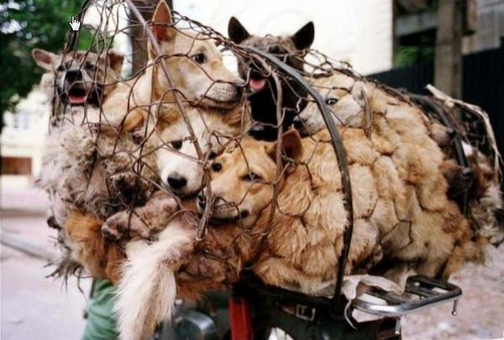 Une Chinoise rachète 100 chiens pour leur éviter de finir dans la marmite