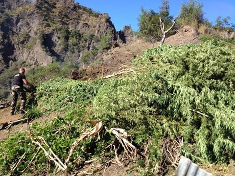 Vaste trafic de zamal démantelé à Cilaos