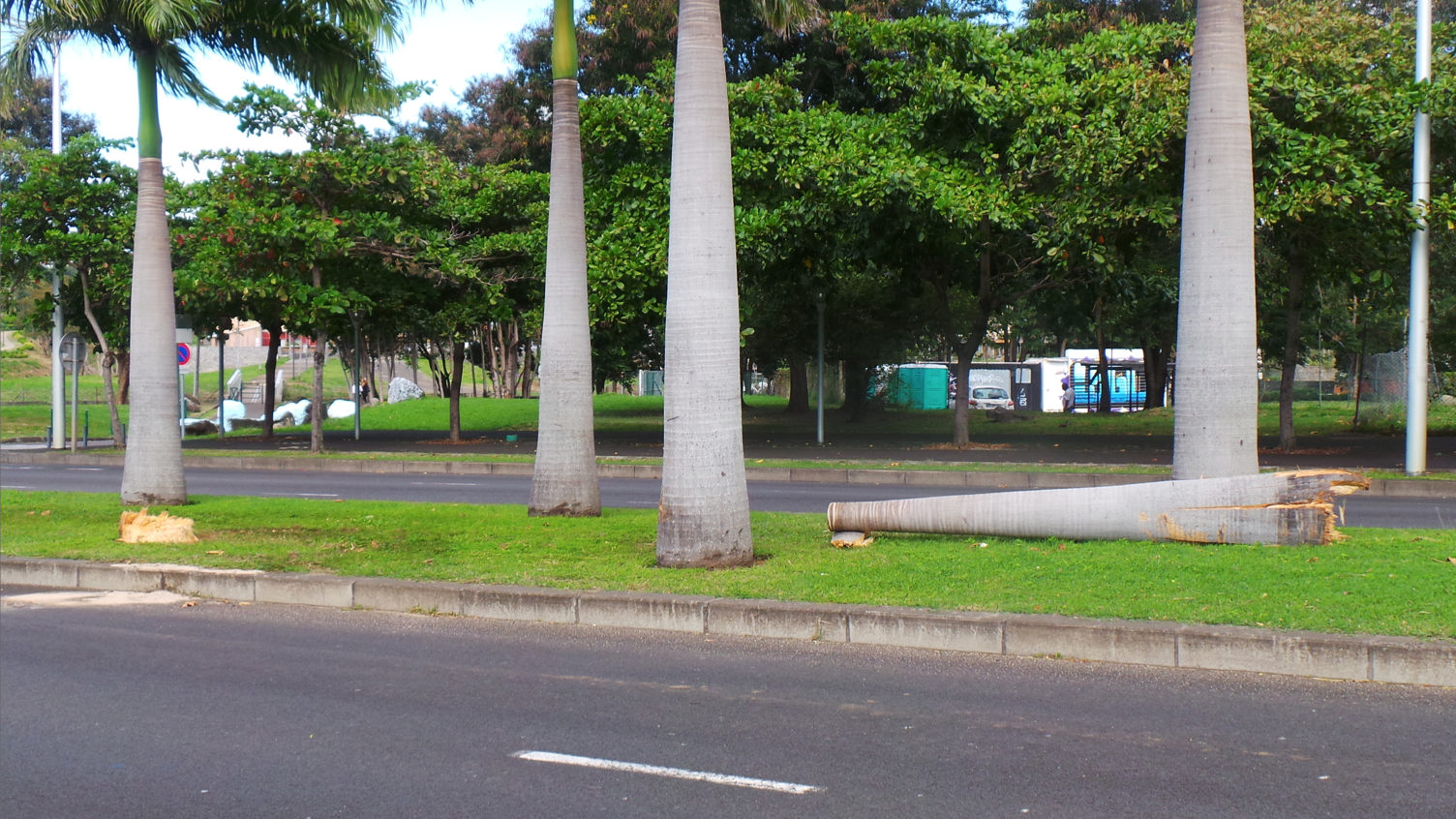 St-Denis : Un palmier abattu sur le boulevard Sud